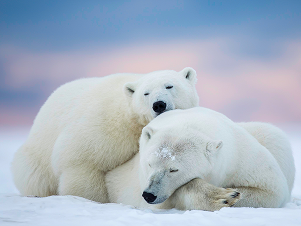 Canadian-Arctic-Summer-1.jpg