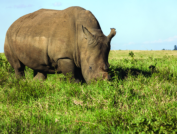 Kruger-Park-Safari-Kwazulu-Natal-3.jpg