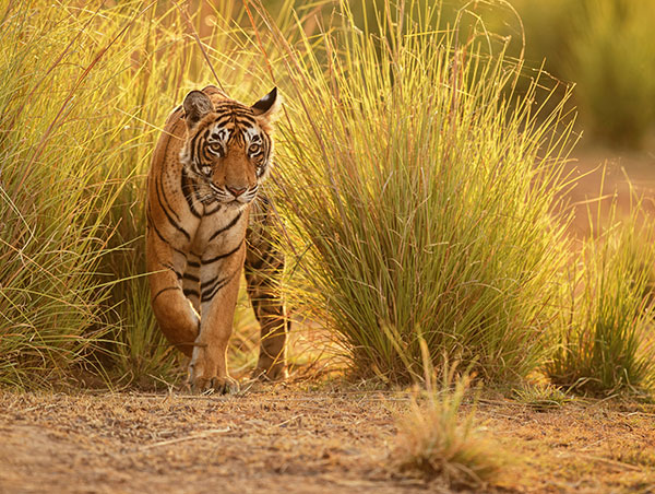 Ranthambore.jpg