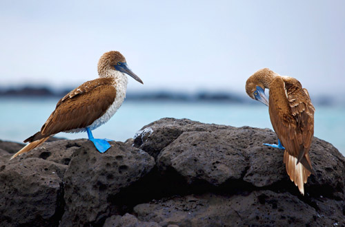 ecuador-blue-footed-boobies.jpg