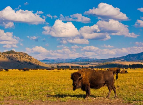 yellowstone_np_bison.jpg