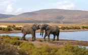 Cape-Town-Aquila-Safari_pk31651_1.gif